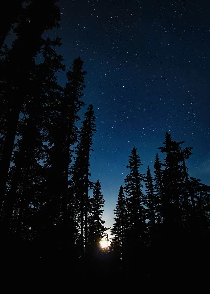 Epic forest cosmos