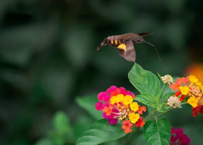 moth