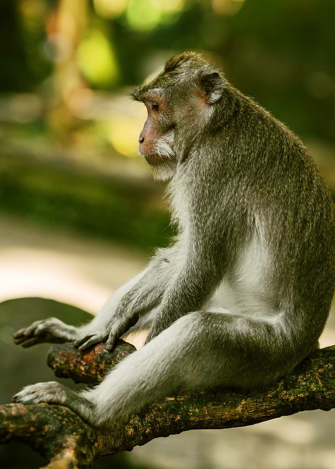 MONKEY