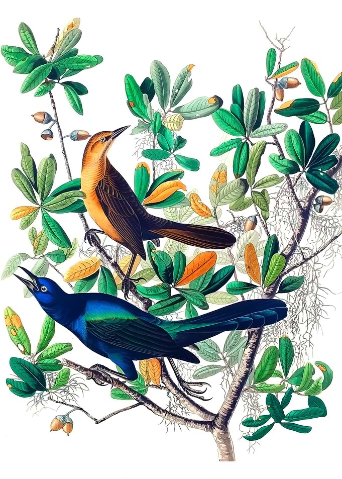 Boat Tailed Grackle