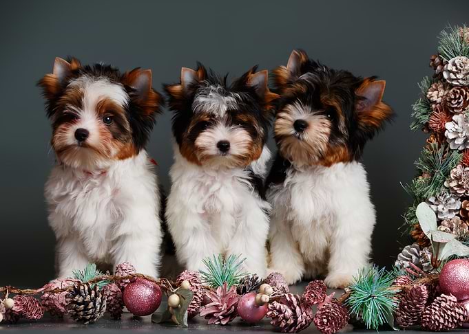Animals