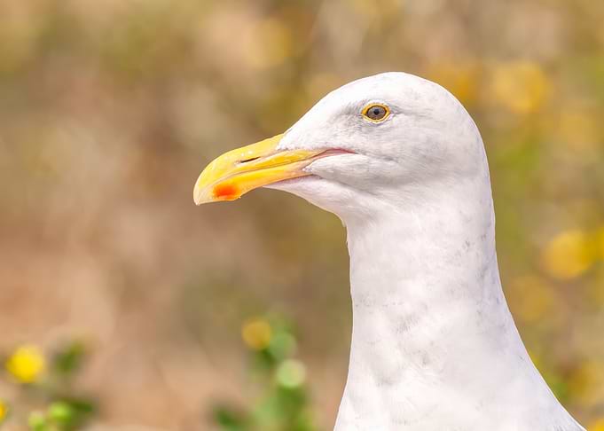 Seagull