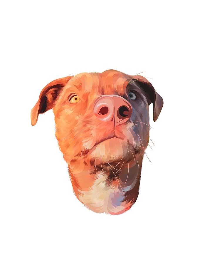 Dog 2