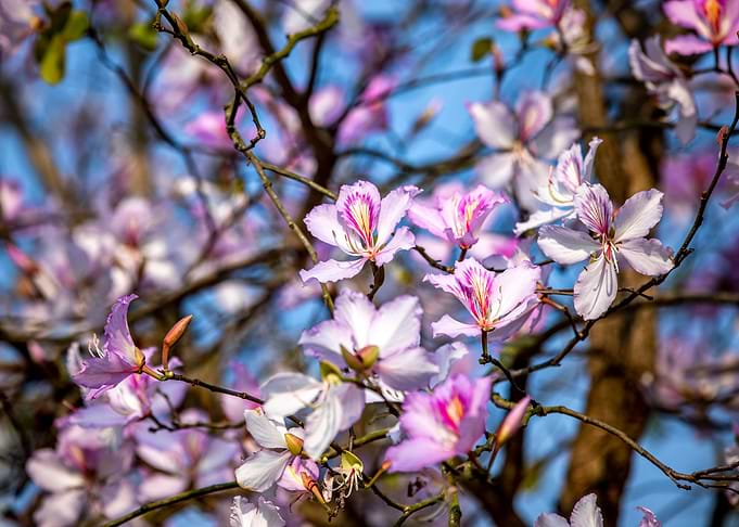 Bauhinia variegata flowers
