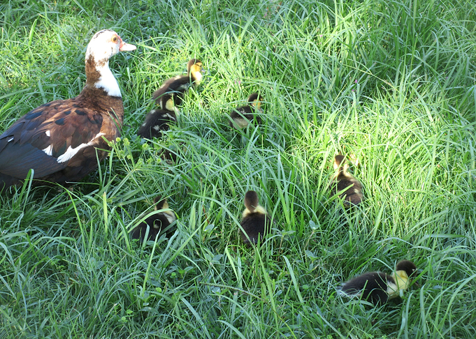 Baby Ducklings