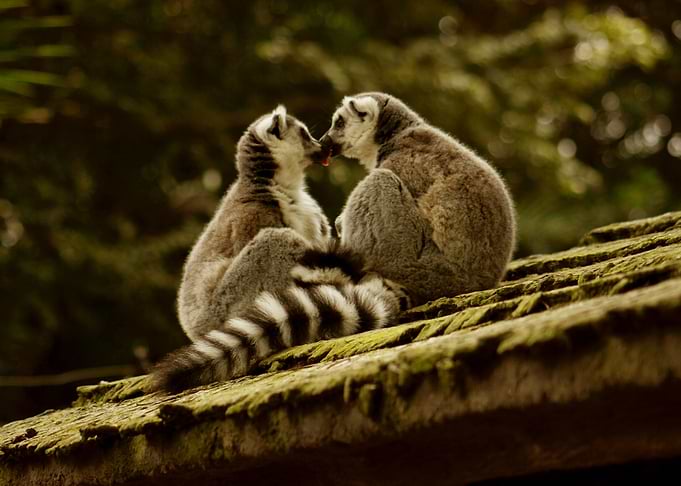 LEMUR