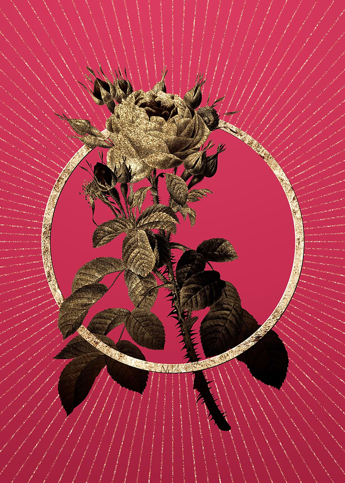 Gold Four Seasons Rose