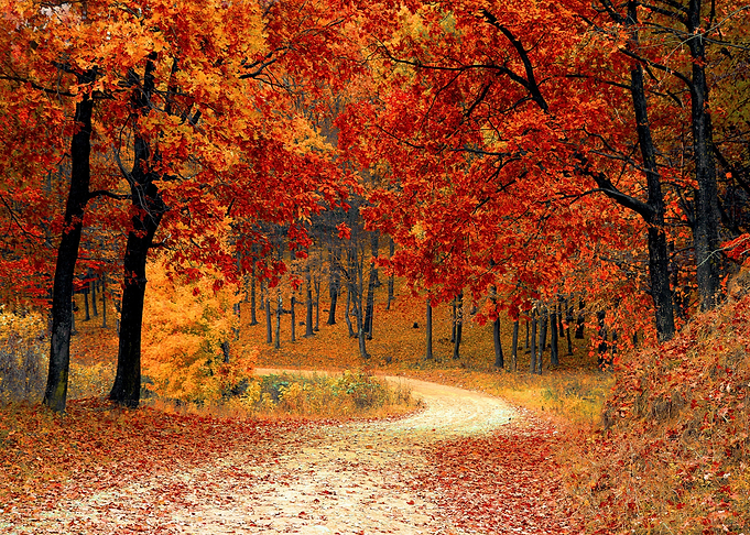 autumn road
