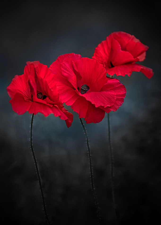Poppy family
