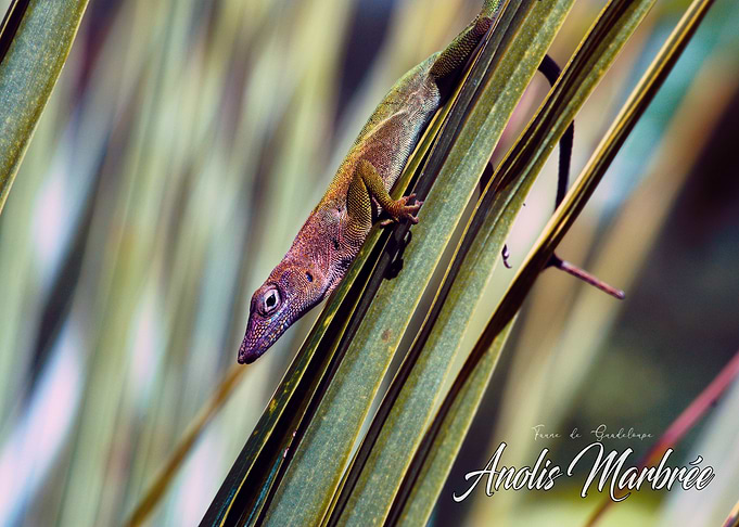 Anolis on palm tree