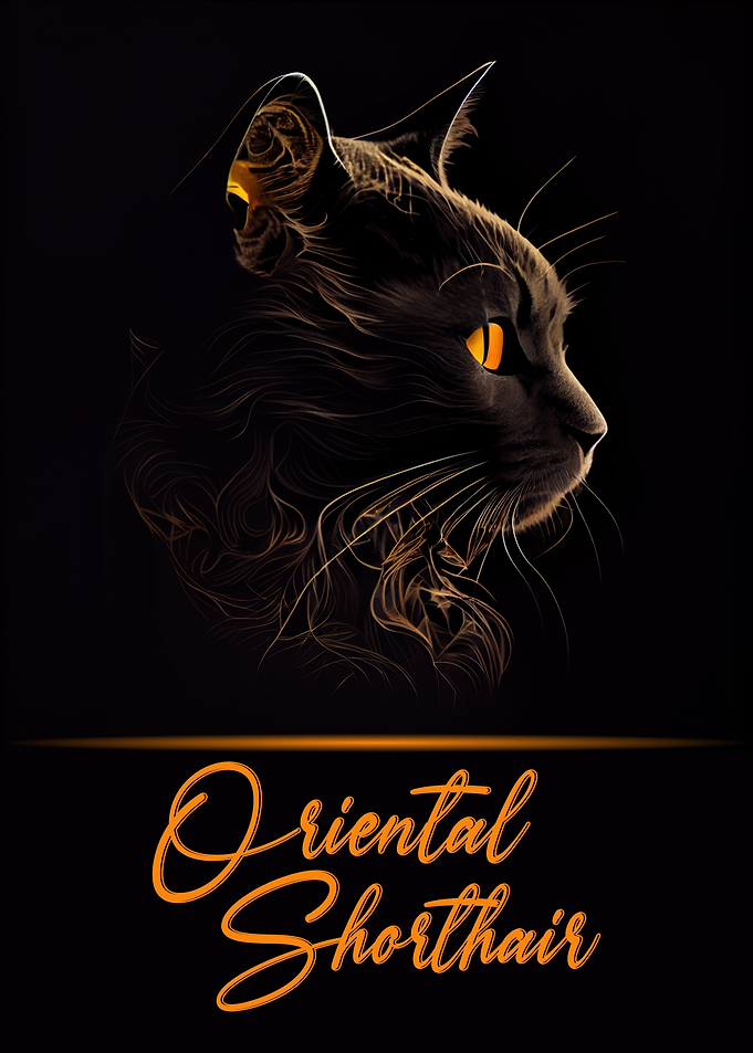 Oriental Shorthair
