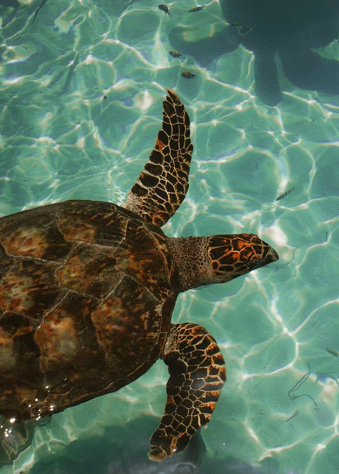 TURTLE