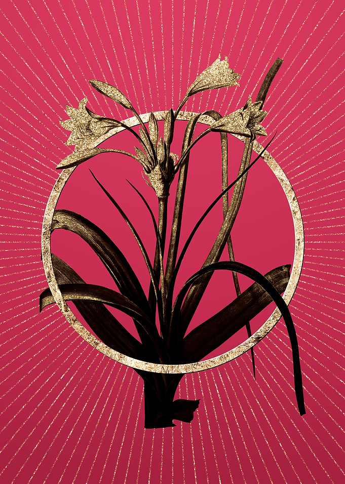 Viva Magenta Malgas Lily