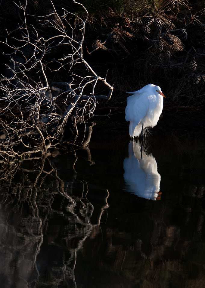 Great White Heron