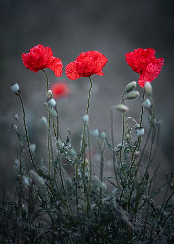 Poppy meadow