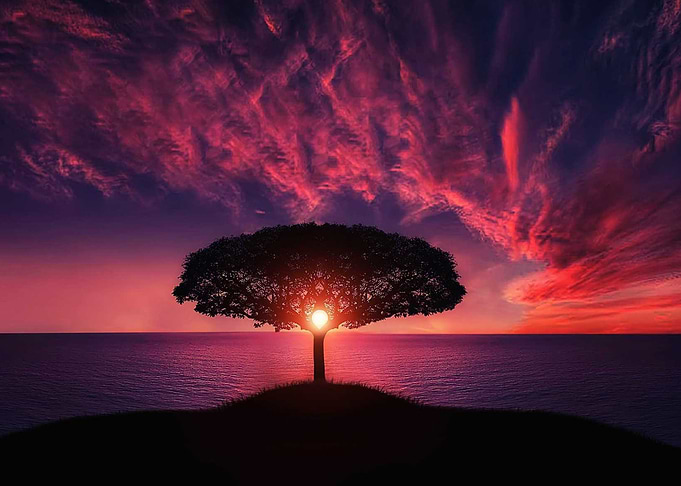 tree sunset