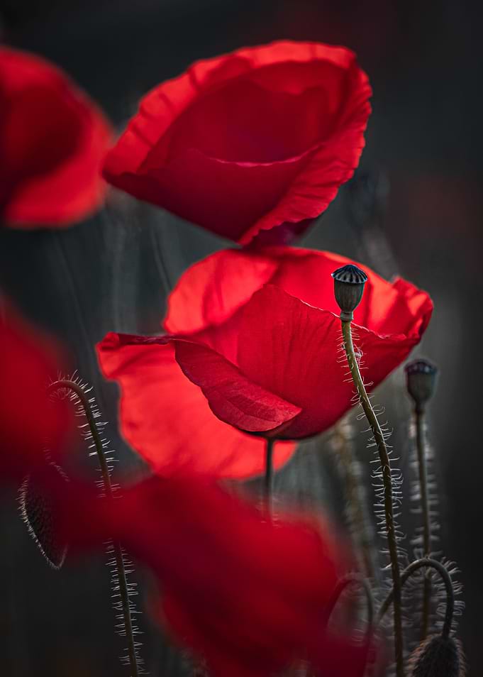 Red flowers