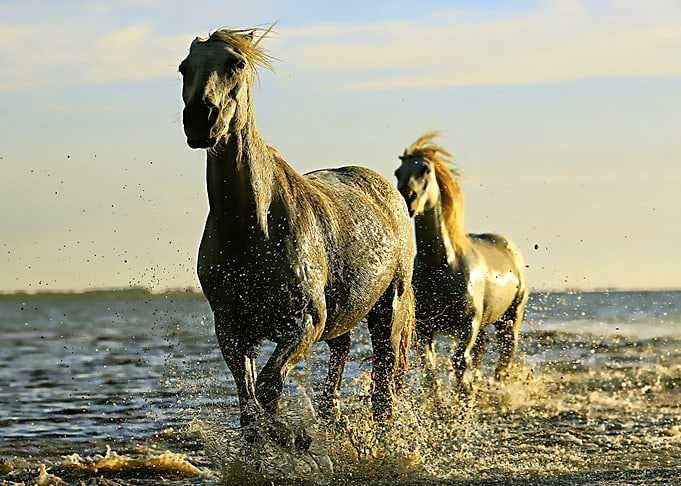HORSE