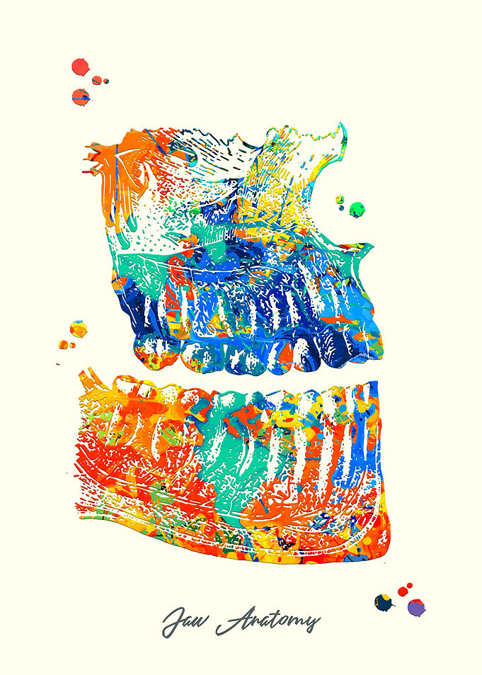 Jaw Anatomy