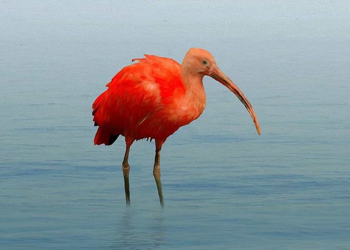 Scarlet ibis