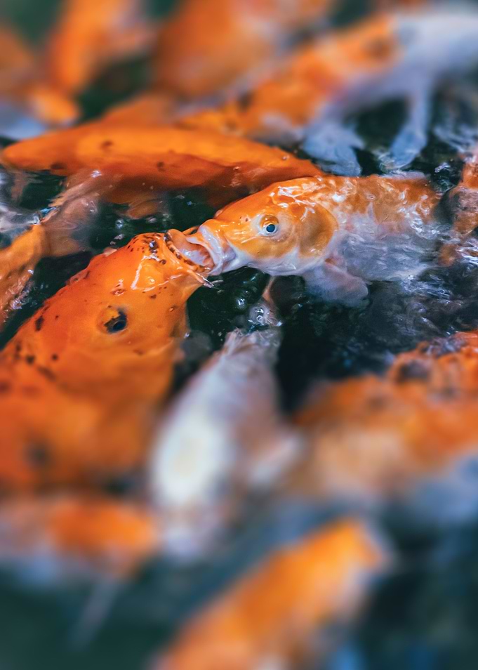 Fishes