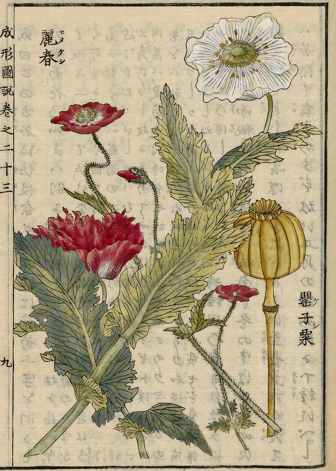 Common poppy