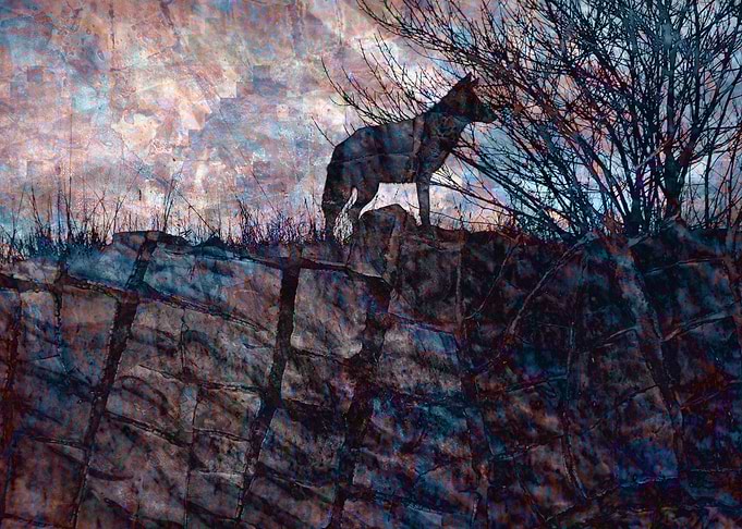 Dawn of the Coyote