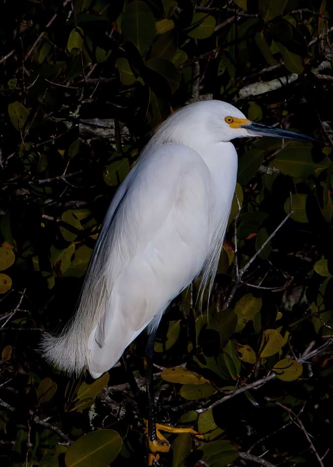 Reclusive Snowy Egret