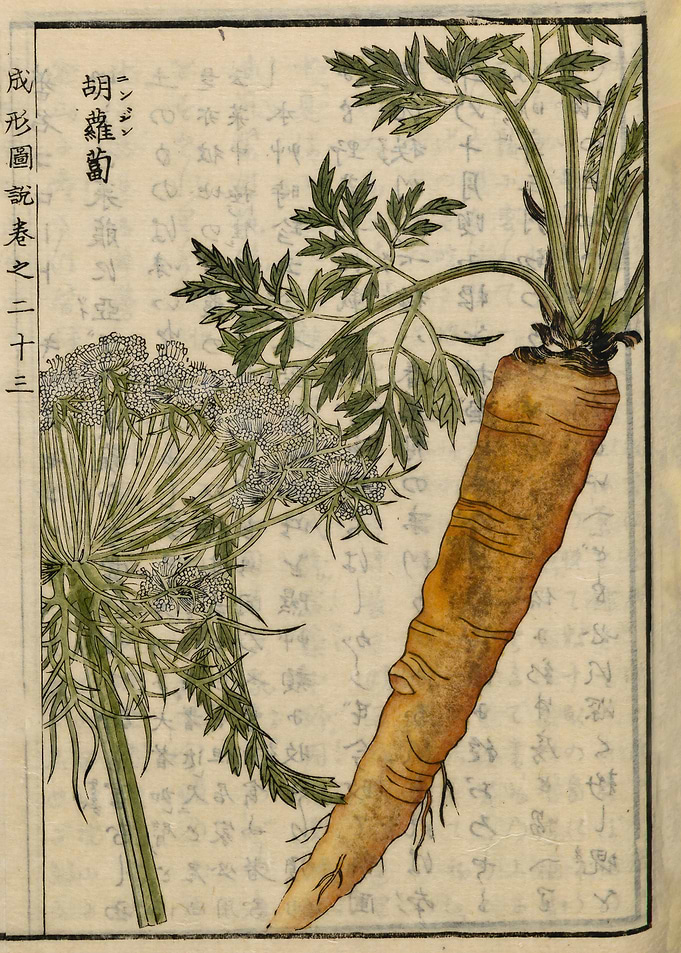 Carrot