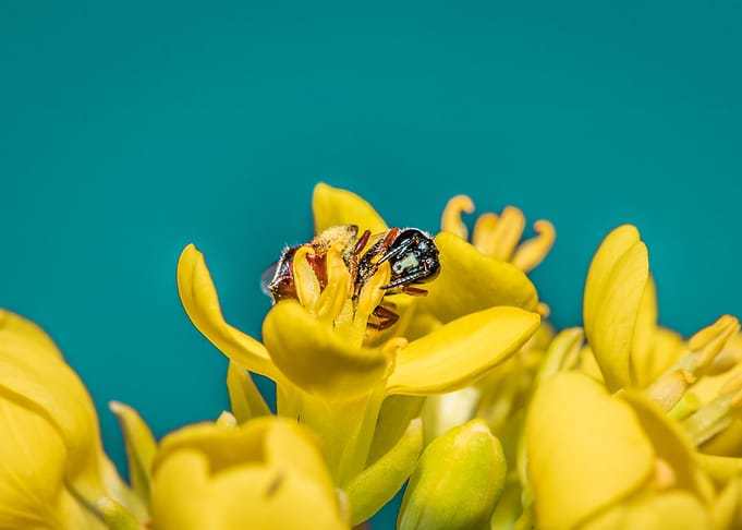 Bee Allodapini feeding