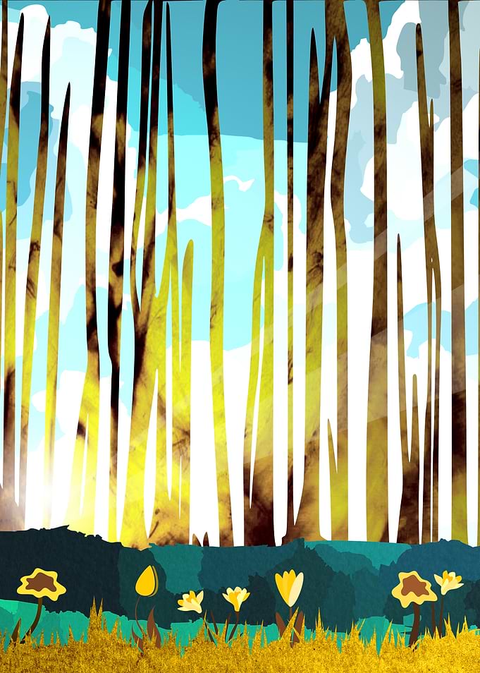 Morning Forest