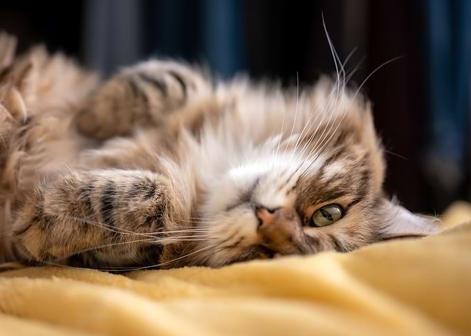 Upside Down Cat on Yellow