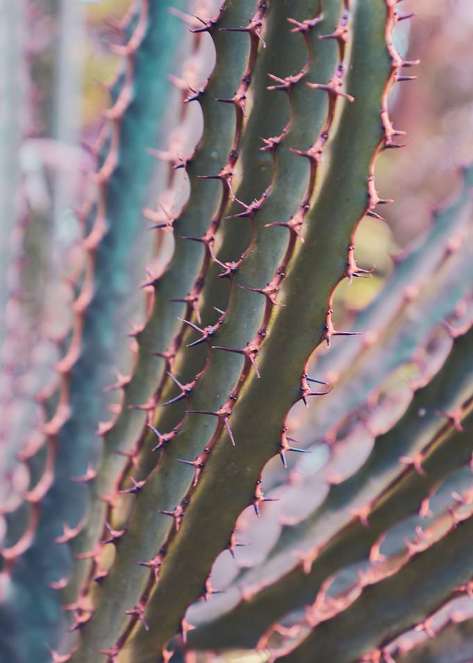 Cactus