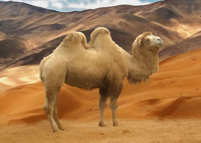 Bactrian camel
