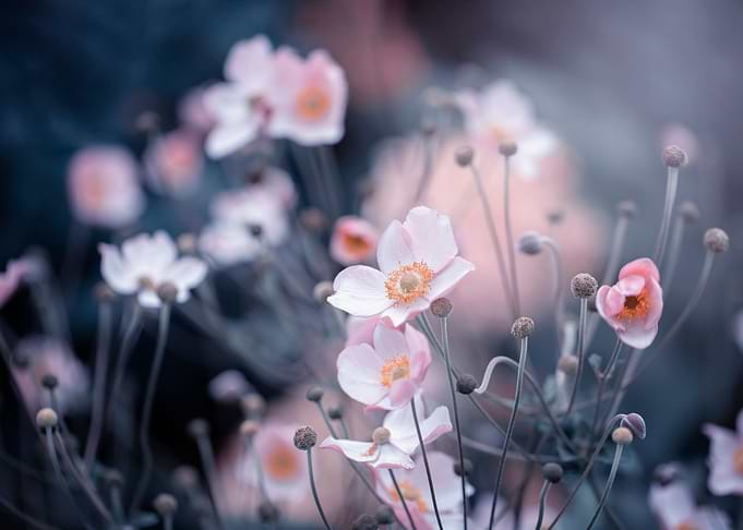 Anemone, pink flowers