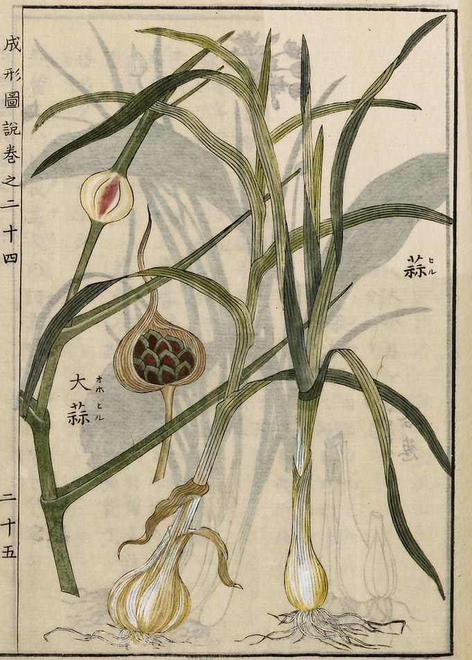 Garlic