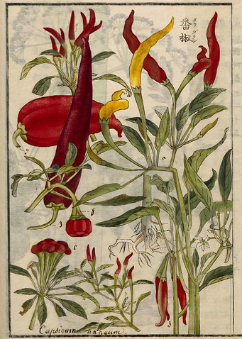 Chili pepper
