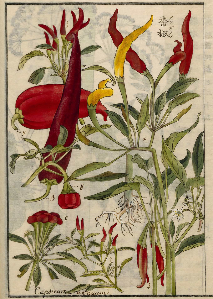Chili pepper
