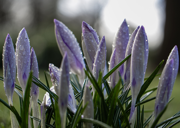 crocuses in morning dew