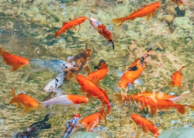 Fishes