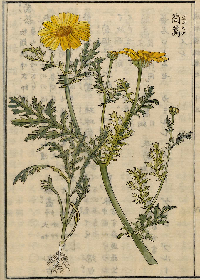 chrysanthemum greens