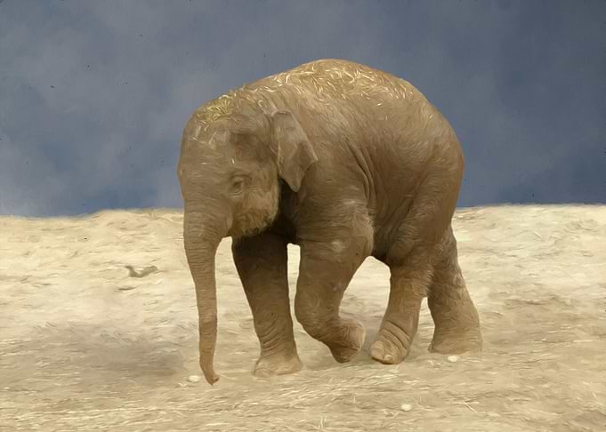 Baby elephant