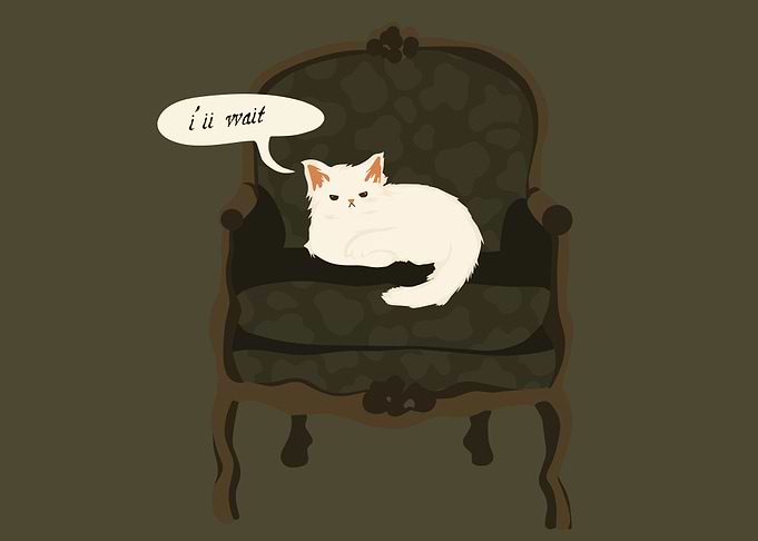 funny cat