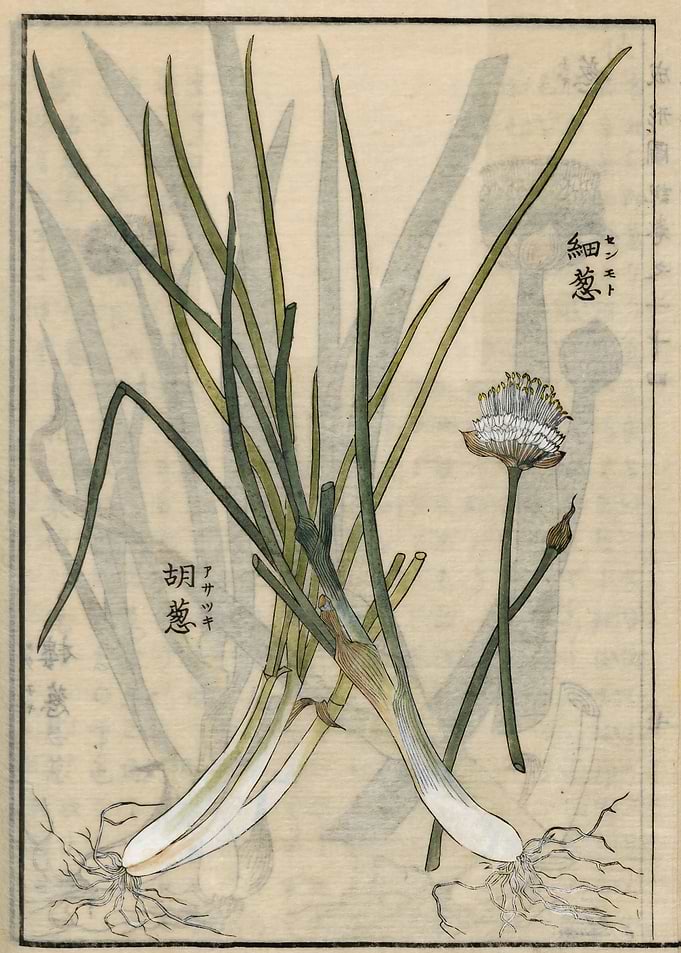 Chives Asatsuki