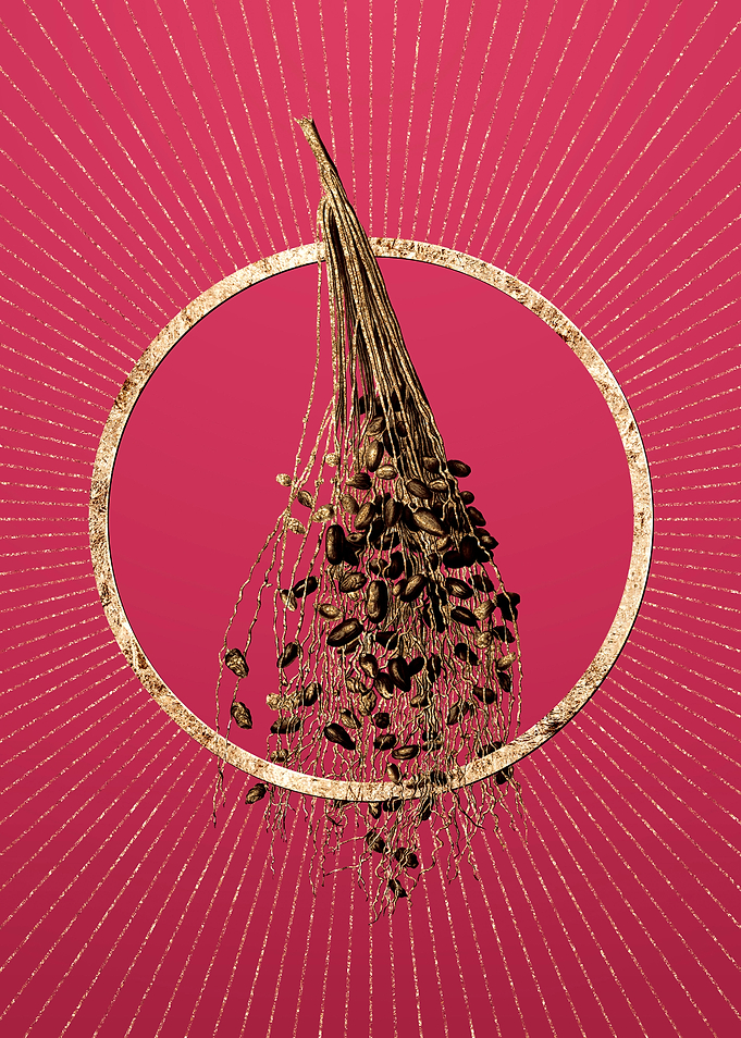 Gold Spadice of the Palm