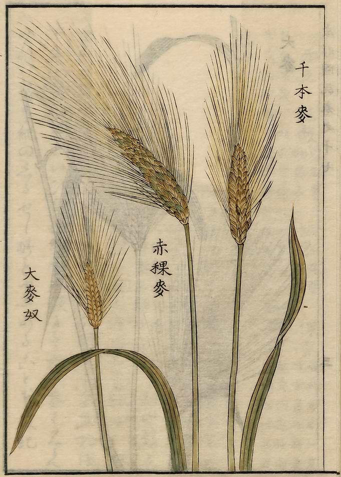 Barley hordeum vulgare