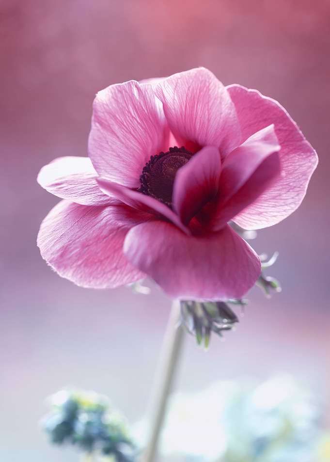Pink anemone,macro,flowers