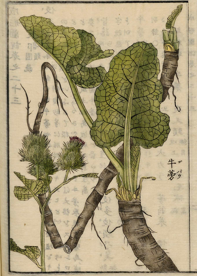 Greater burdock