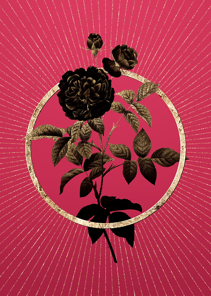 One Hundred Leaved Rose