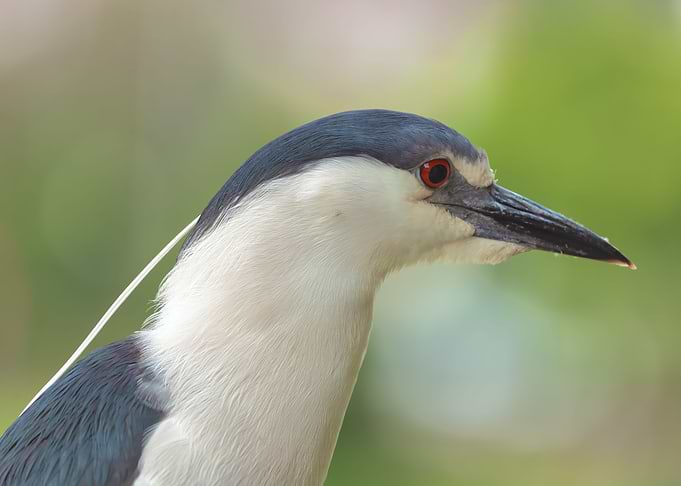 Black crowned Night Heron